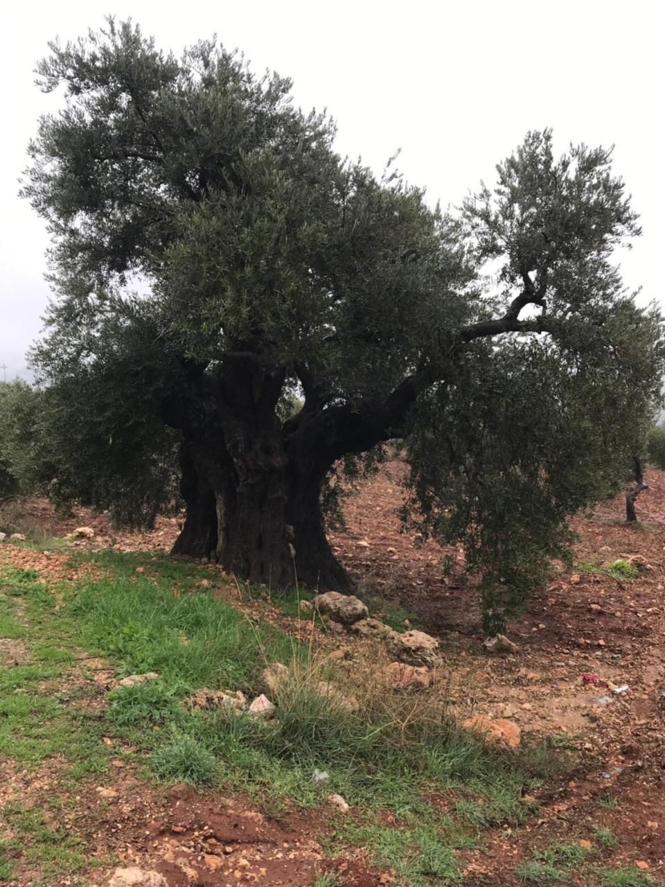 Ajloun Hotel Экстерьер фото