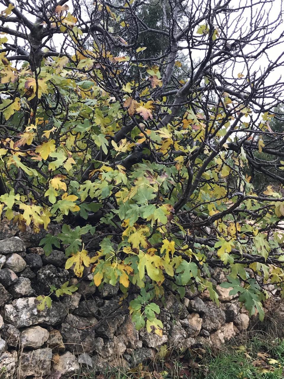 Ajloun Hotel Экстерьер фото